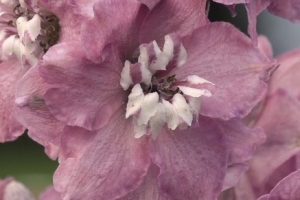 Delphinium Magic Fountain 'Cherry'